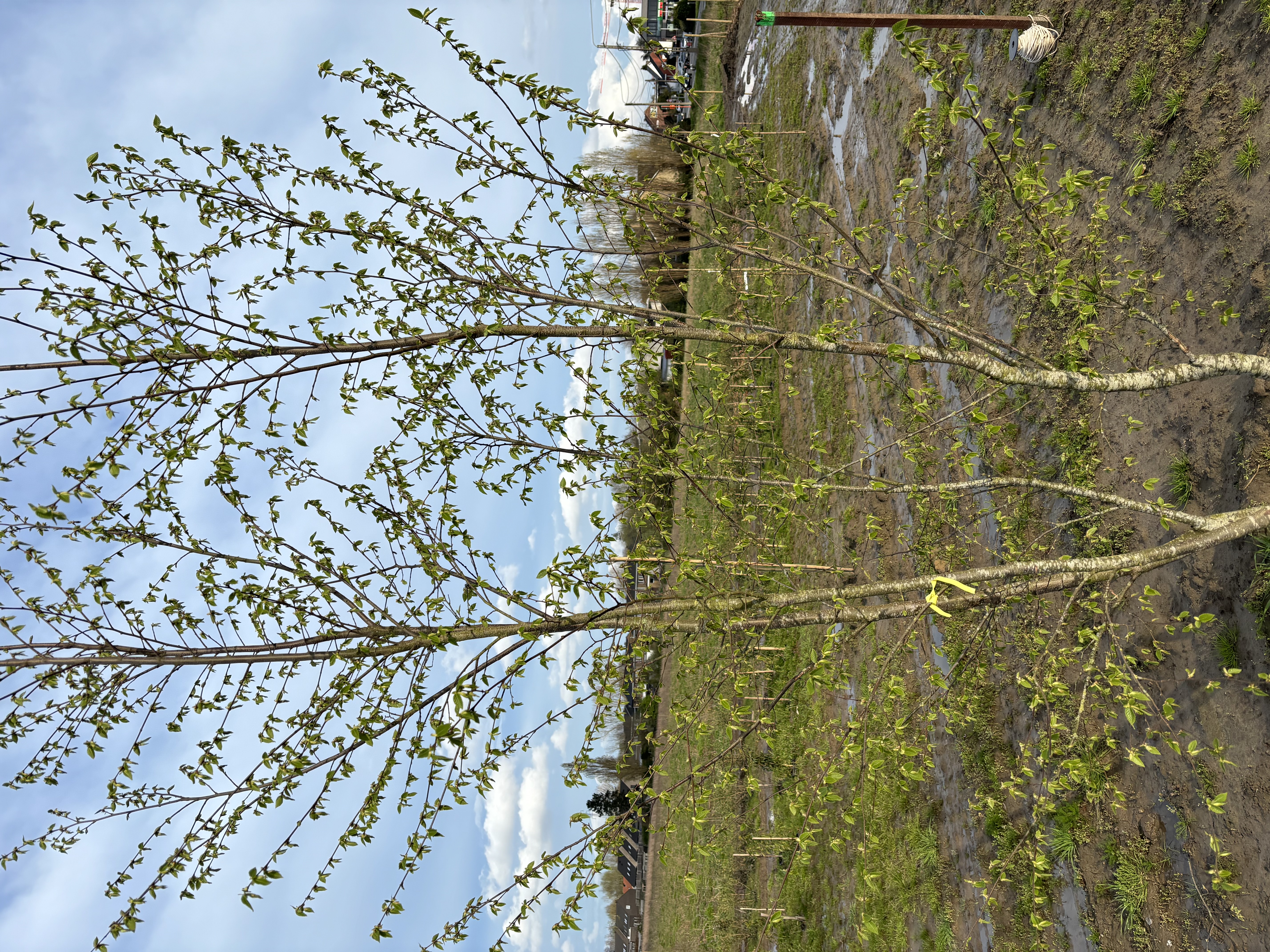 Ostrya carpinifolia meerstemmig